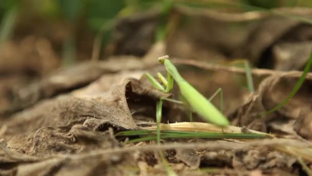 Insecto mantis verde — Vídeo de stock