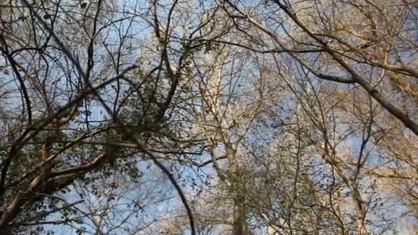 Bare trees branches and sky — Stock Video