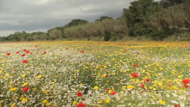 Барвисті польових квітів поля — стокове відео