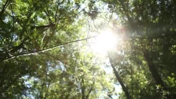 Naturaleza seguimiento tiro — Vídeo de stock