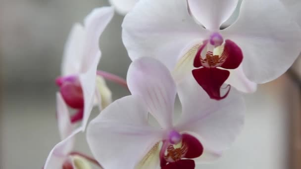 Hermosas orquídeas rosadas y blancas — Vídeos de Stock