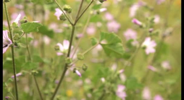 Campo colorido de flores silvestres — Vídeo de stock