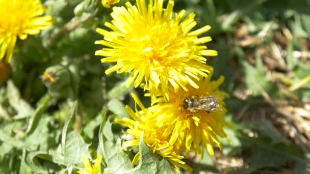 Abelha em flor de dente-de-leão amarelo — Vídeo de Stock