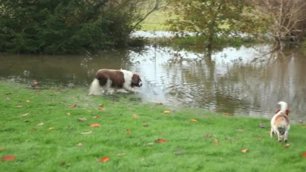 Niedliche Hunde spielen in überflutetem Garten — Stockvideo