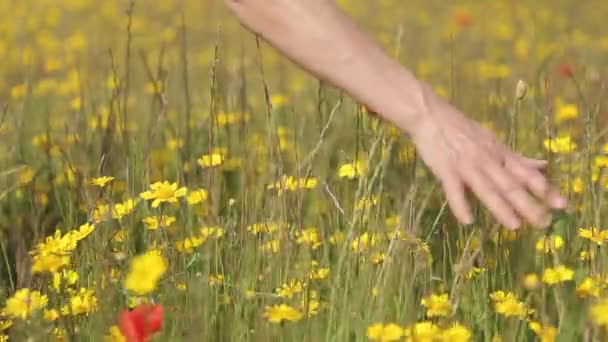 Mano femenina en campo de amapolas rojas — Vídeo de stock