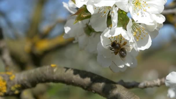 Ape che sorvolano fiori di ciliegio — Video Stock