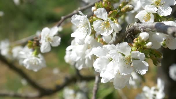 Bijen vliegen over de bloemen van de kersenboom — Stockvideo