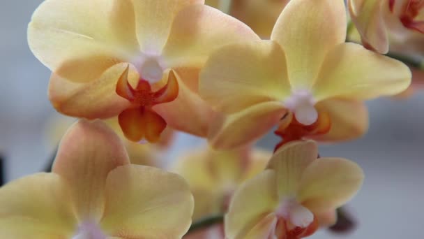 Mooie gele orchideeën — Stockvideo