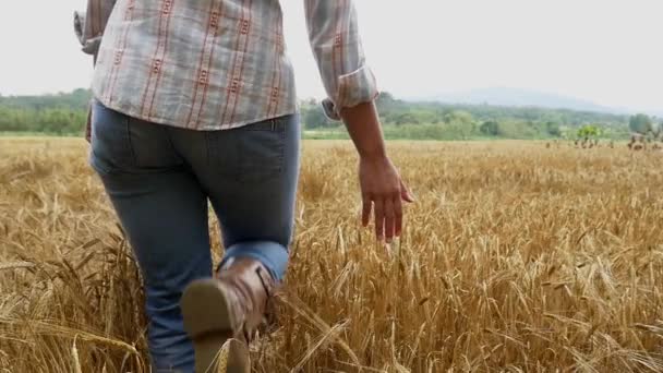 Hermosa chica en el campo de trigo — Vídeos de Stock