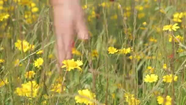 Mano femenina en campo de amapolas rojas — Vídeos de Stock