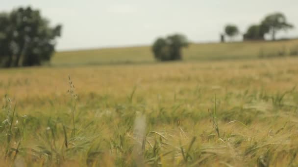 Campo de trigo maduro paisaje — Vídeos de Stock