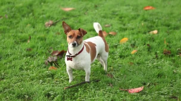 Lindo Jack Russell en el jardín — Vídeo de stock