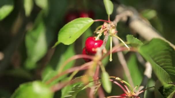 Cerejas de colheita de mulher — Vídeo de Stock