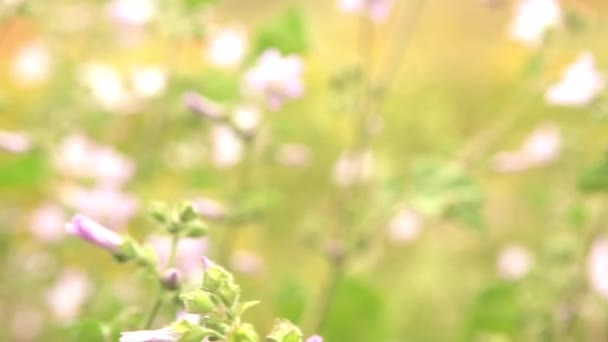 Champ de fleurs sauvages colorées — Video