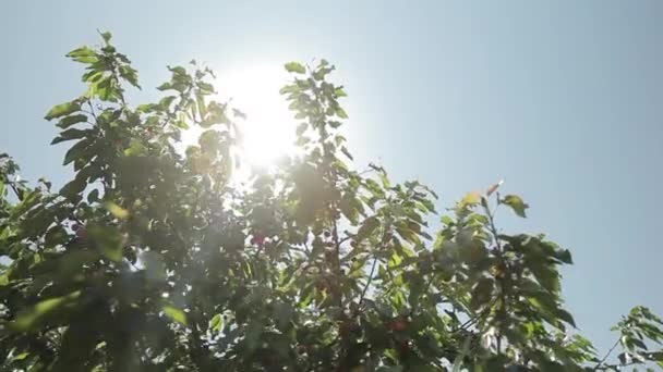 Cerezas maduras en un árbol — Vídeos de Stock