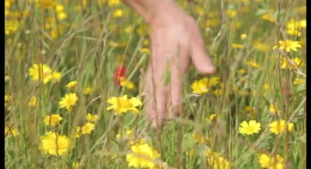 Vrouwelijke hand in rode papavers veld — Stockvideo