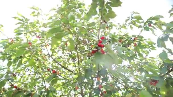 Cerejas maduras em uma árvore — Vídeo de Stock