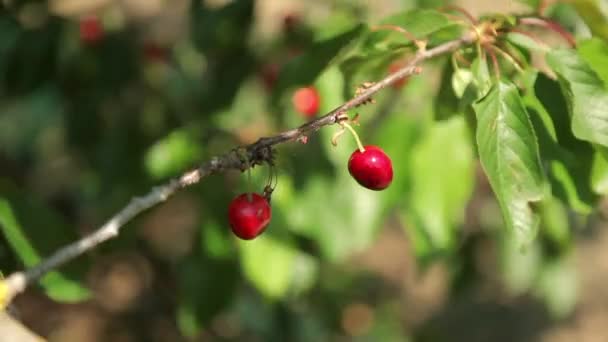 Ripe cherries on a tree — Stock Video