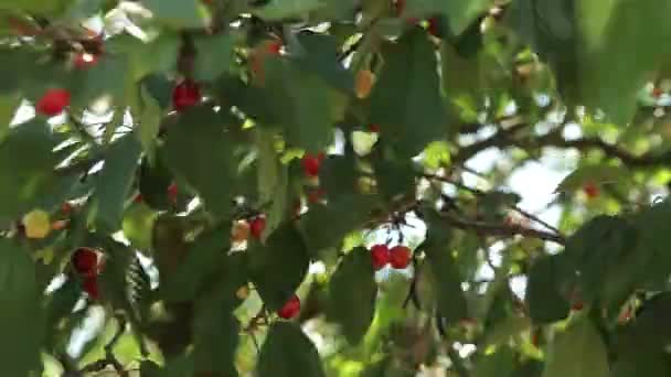 Cerezas maduras en un árbol — Vídeos de Stock