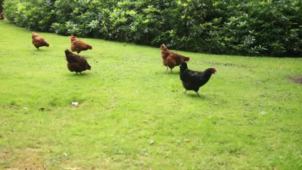 Chickens walking on grass — Stock Video