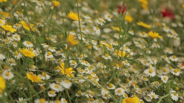 Kleurrijke wilde bloemen veld — Stockvideo