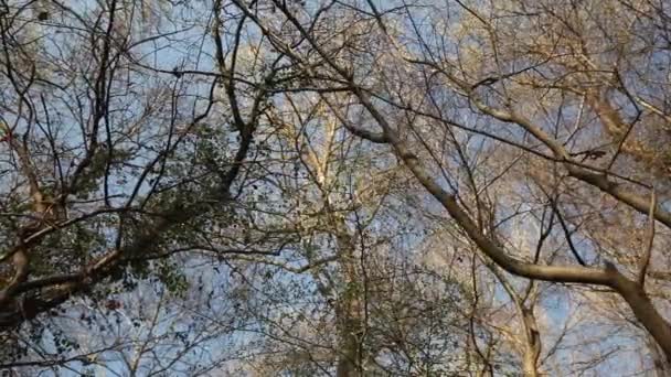 Голые ветви деревьев и небо — стоковое видео