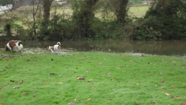 Niedliche Hunde spielen in überflutetem Garten — Stockvideo