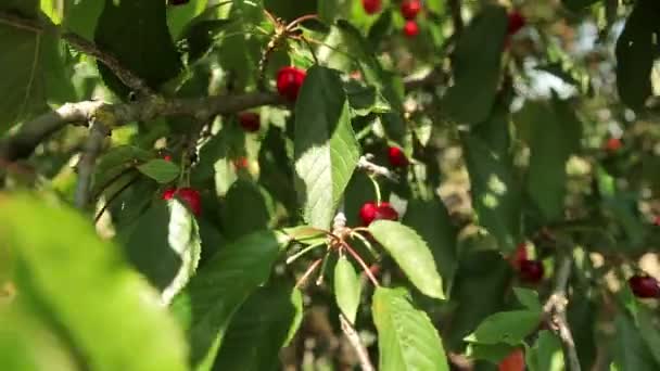 Cerises mûres sur un arbre — Video