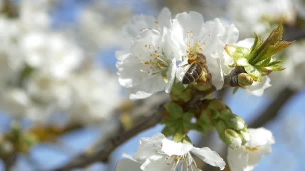 Μέλισσα που πετούν πάνω από κερασιά λουλούδια — Αρχείο Βίντεο