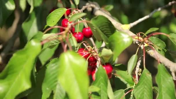 Cerezas maduras en un árbol — Vídeo de stock