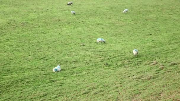 Овцы пасутся на пастбище — стоковое видео
