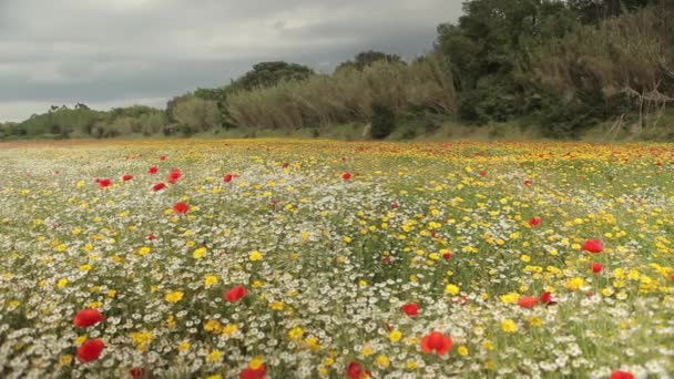 Colorato campo di fiori selvatici — Video Stock