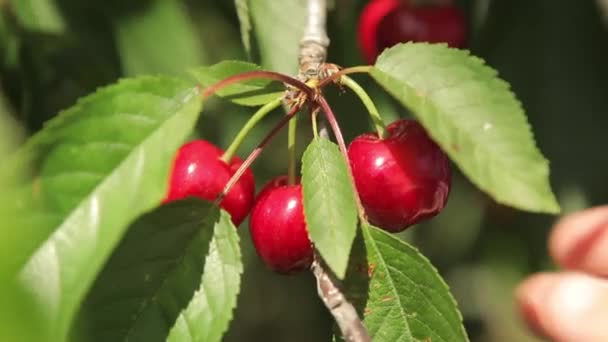 Woman harvesting cherries — Stock Video