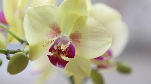 krásné žluté orchideje