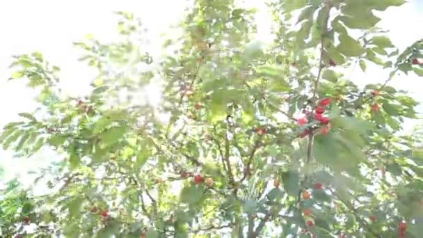 Cerezas maduras en un árbol — Vídeos de Stock