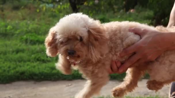 Cachorro poodle em mãos — Vídeo de Stock