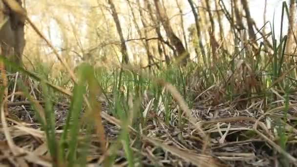 Slider forêt de printemps — Video