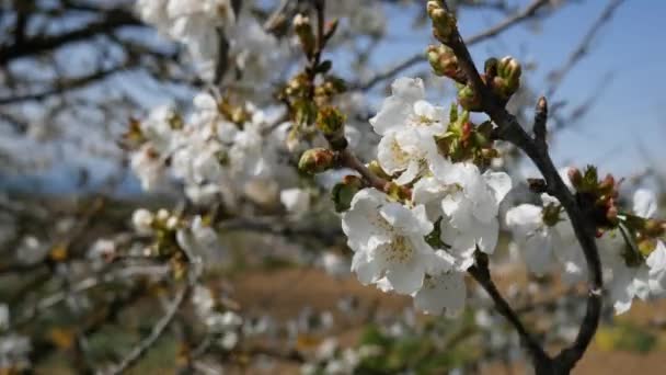 Cherry tree blossom flowers — Stock Video