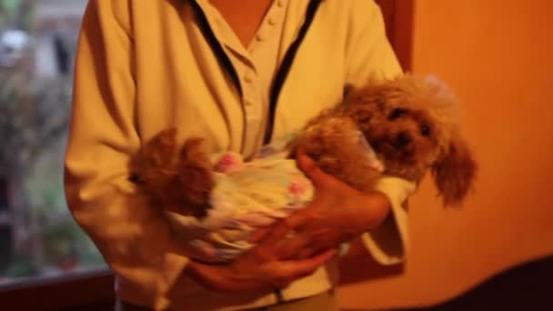 Adam taşıma kaniş köpek yavrusu — Stok video