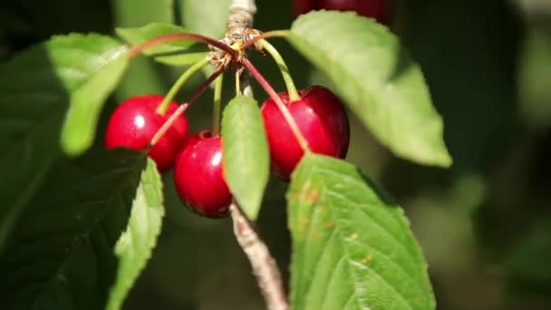 Cerezas maduras en un árbol — Vídeo de stock