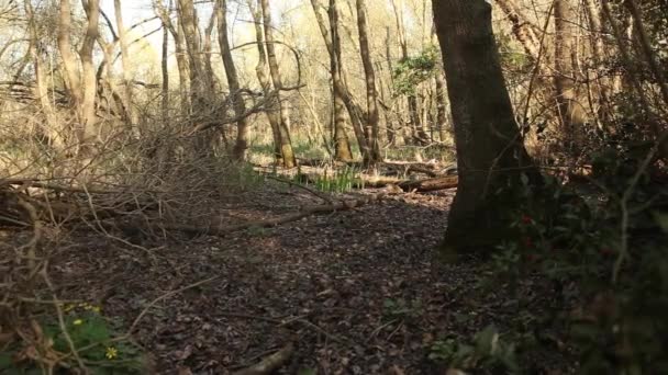 Slider forêt de printemps 