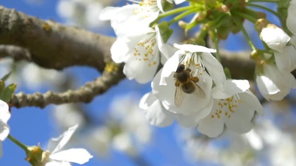 벚꽃 꽃 비행 꿀벌 — 비디오