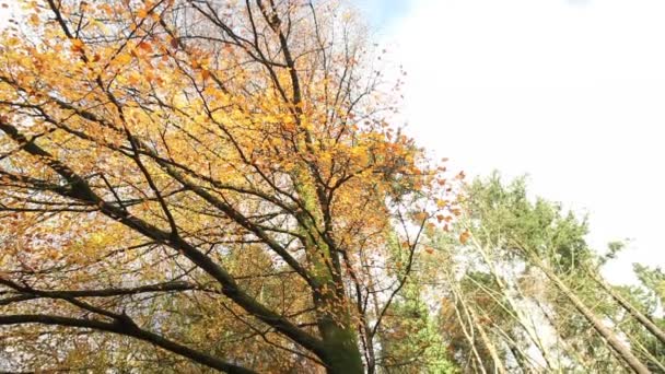 Beautiful autumn tree — Stock Video