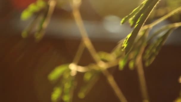 lumière du soleil et brindilles d'arbre fond 