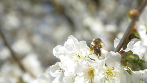 Bee flying over cherry tree flowers — Stock Video