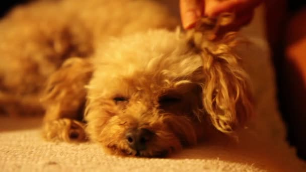 Hand knuffelen poedel pup — Stockvideo