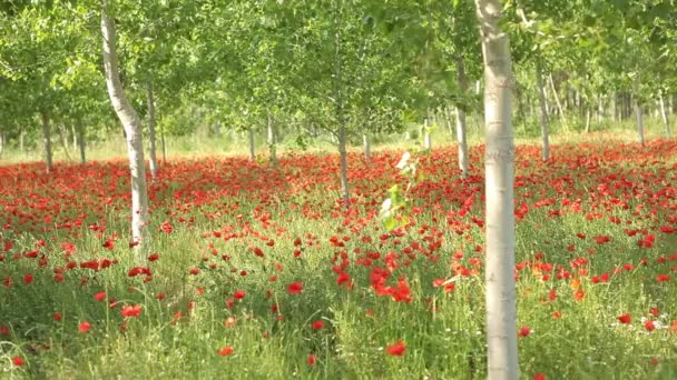 Campo de papoilas vermelhas — Vídeo de Stock