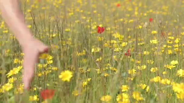 Vrouwelijke hand in rode papavers veld — Stockvideo