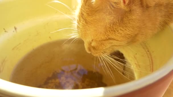 Katze trinkt Wasser — Stockvideo