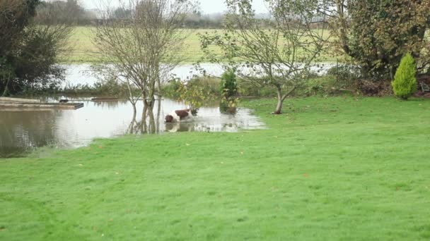 可爱的狗在被水淹没的花园里玩 — 图库视频影像